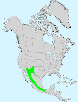 North America species range map for Cosmos parviflorus: Click on image for full size map.